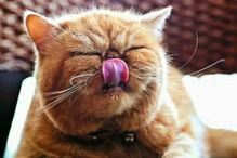 琪琪家的猫今日宜吃瓜,琪琪家的猫宜吃瓜