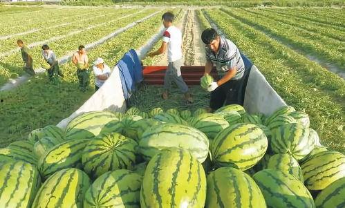农村吃瓜爆料图片,揭秘乡村生活那些事儿
