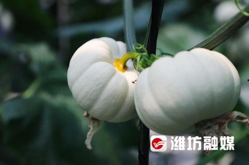 潍坊今日吃瓜,吃瓜群众聚焦热点事件